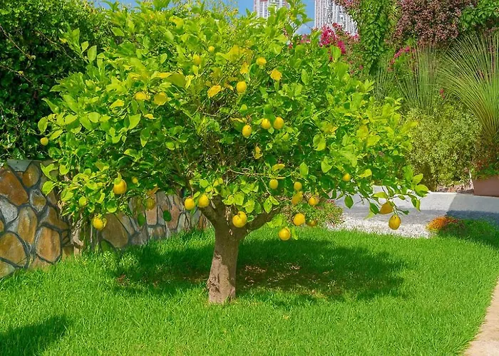 别墅 Vibavilla Elite